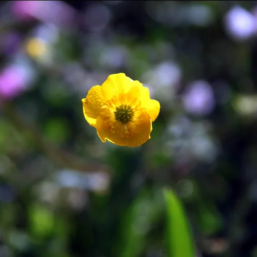 问鼎娱乐博彩牌照